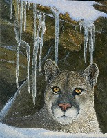 Icy Stare - Cougar